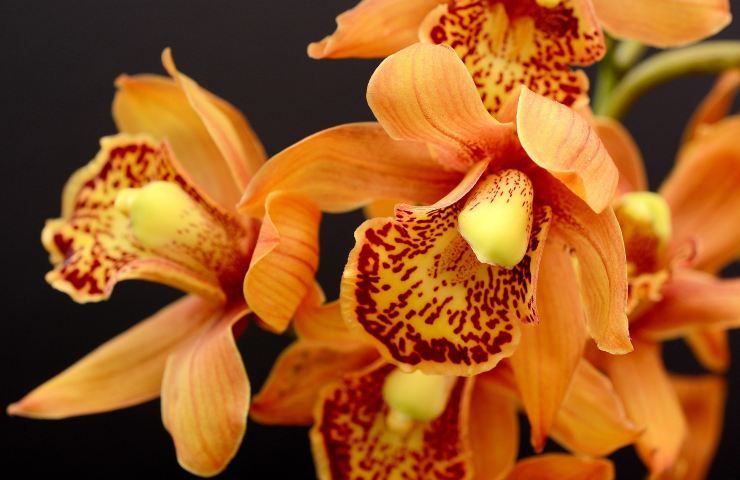 Come far rifiorire orchidea
