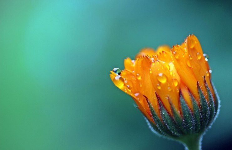 Calendula come coltivarla