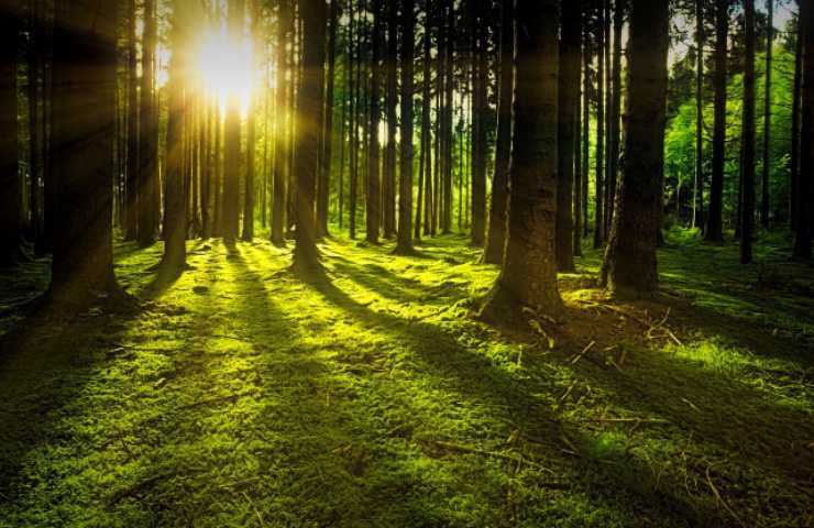 Foreste intatte in riduzione