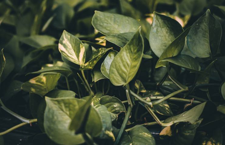 Pothos come coltivarlo