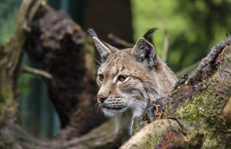 Lince in via d'estinzione