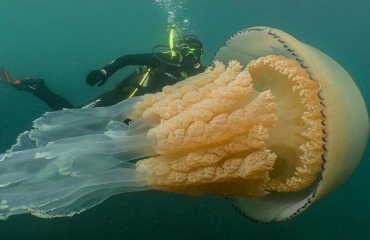 Medusa gigante avvistata
