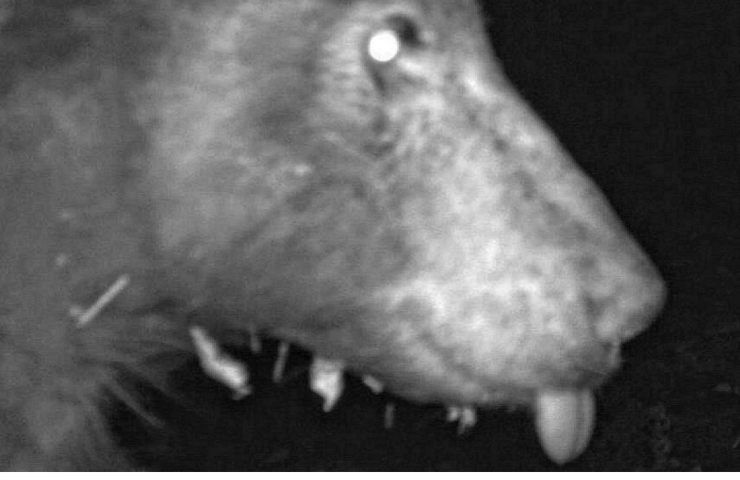 Orso grizzly si scatta 400 selfie
