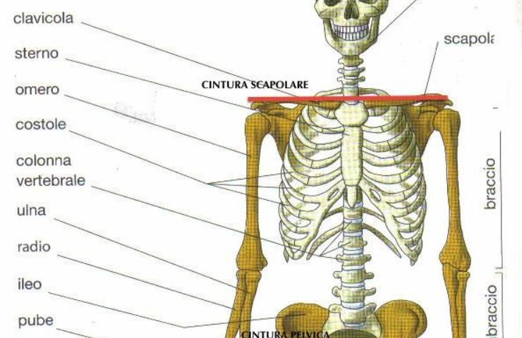 Ossa vanno curate con alimenti