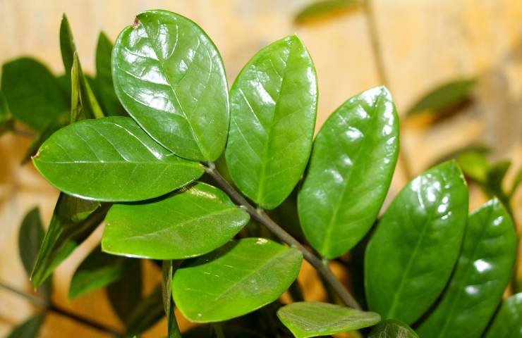 Zamioculcas pianta