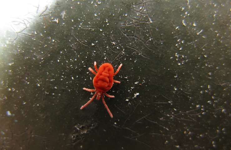 Ragno rosso acaro pianta