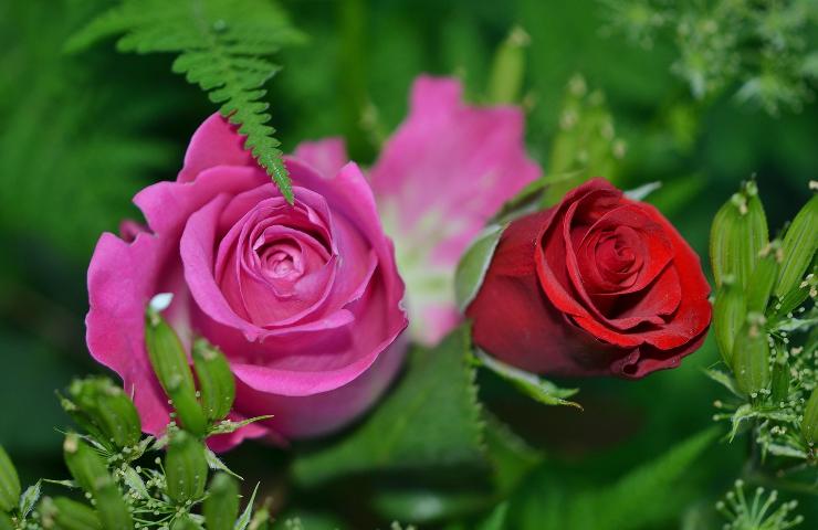 Rose sono velenose