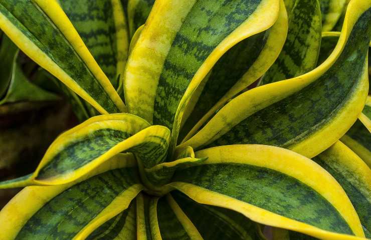 Sansevieria macchie e buchi perché