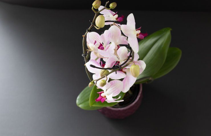 Orchidea pianta vaso giusto
