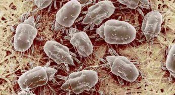 Acari della muffa, tienili alla larga da casa: come evitarne la formazione