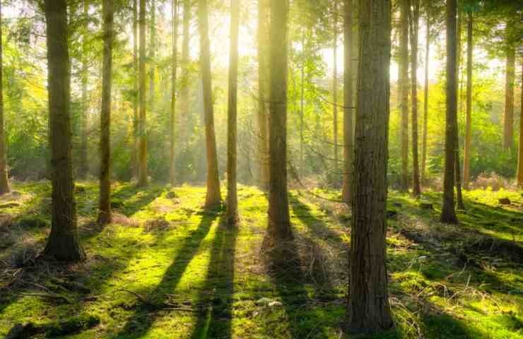 Rete forestale alberi comunicano foreste