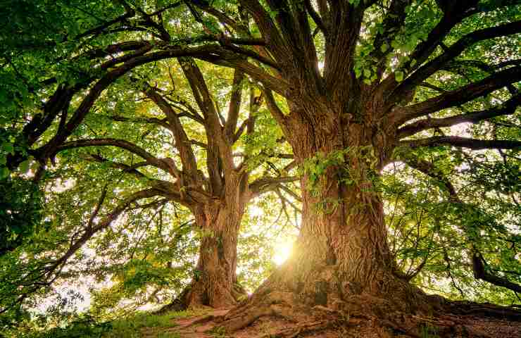 Rete forestale alberi comunicano foreste