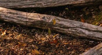 Centinaia di alberi abbattuti, il video dell’escursionista: “Un massacro”