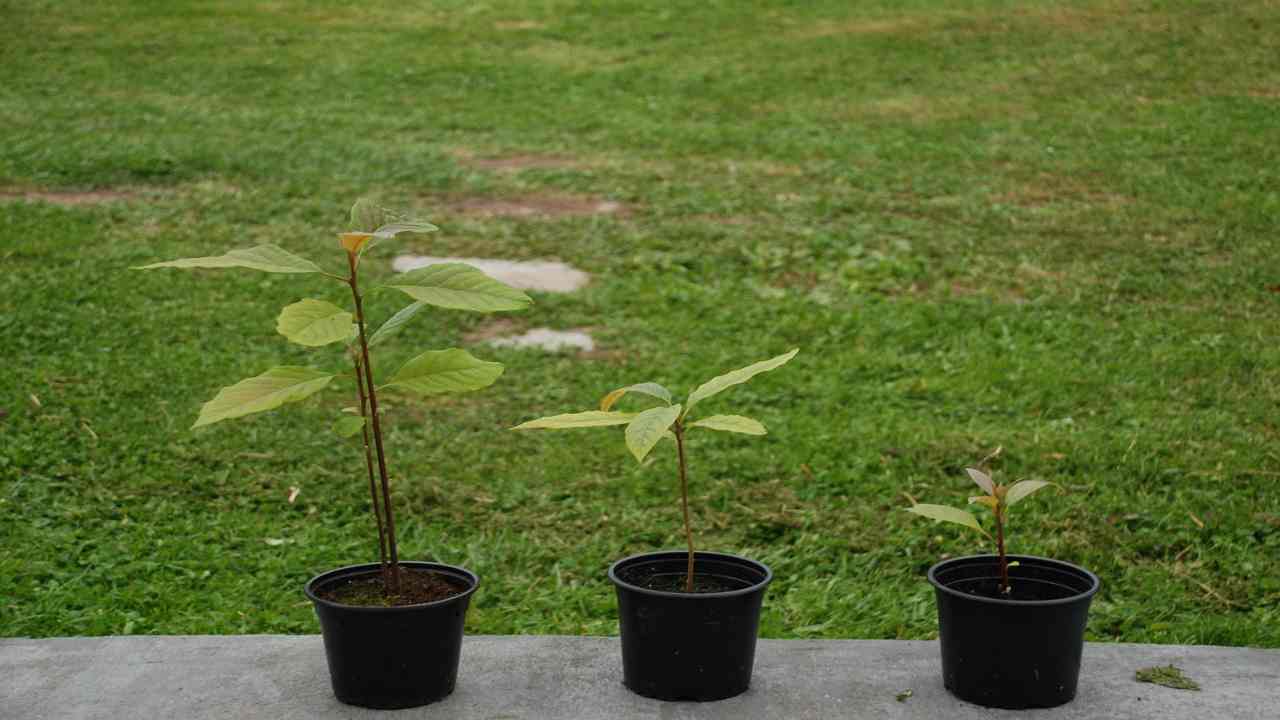 avere albero di avocado in casa