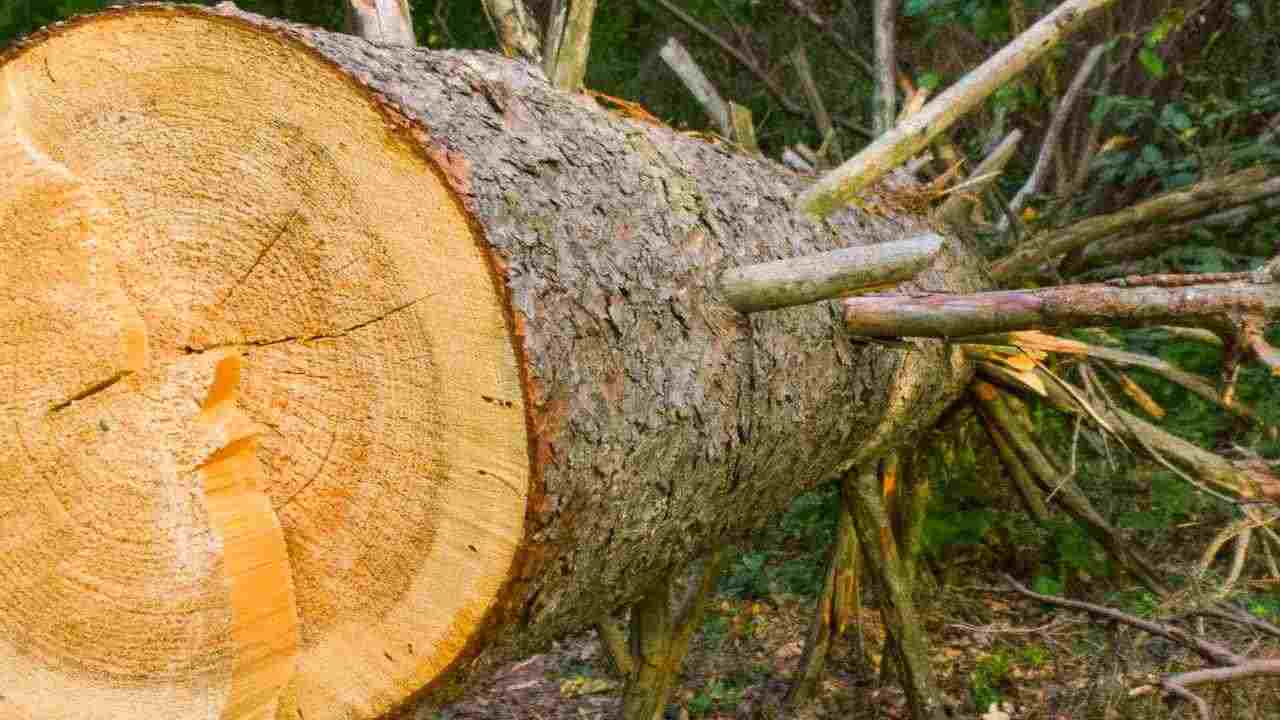 Alberi abbattuti Riserva Collemeluccio-Montedimezzo