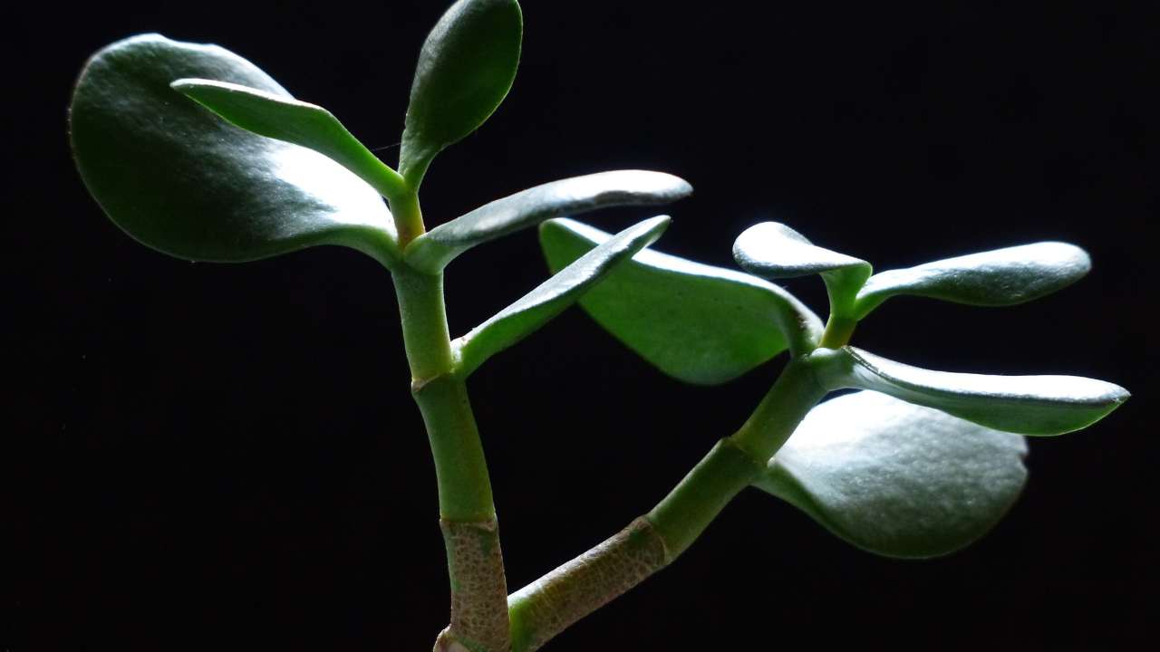 Albero dei soldi: come nutrirlo