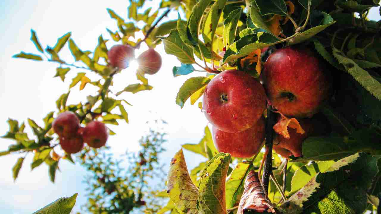 Piante frutta radice nuda vantaggi svantaggi