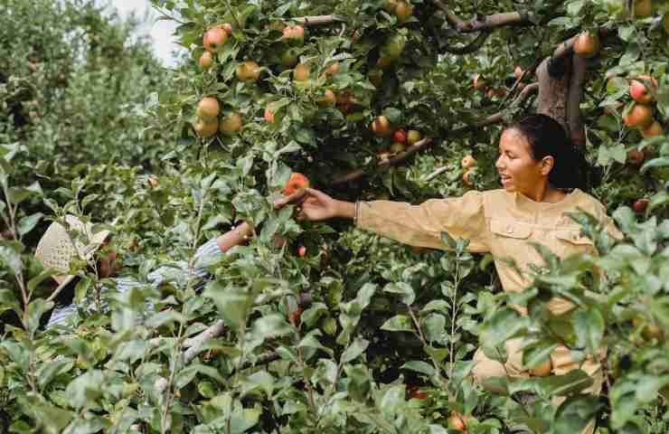 Piante frutta radice nuda vantaggi svantaggi