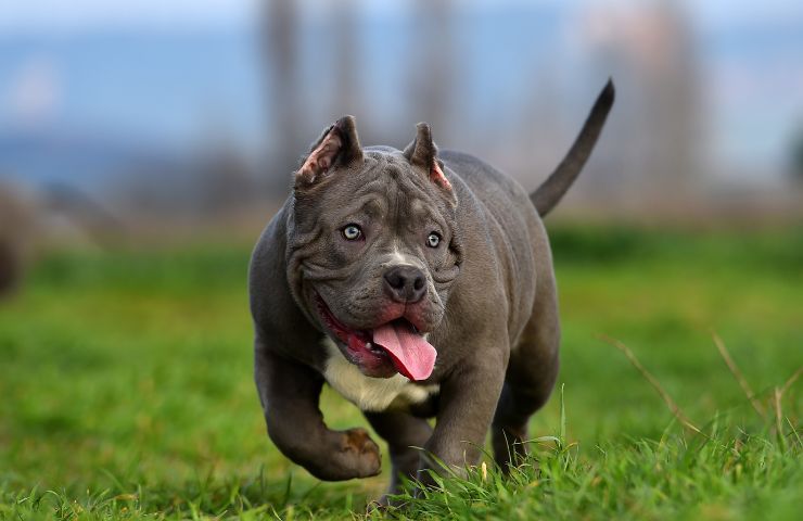 Cane