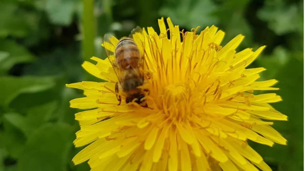 api vespe giardino vitale importanza