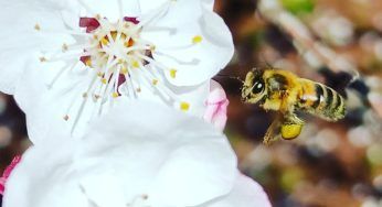 Api e vespe, in giardino presta attenzione: è di vitale importanza
