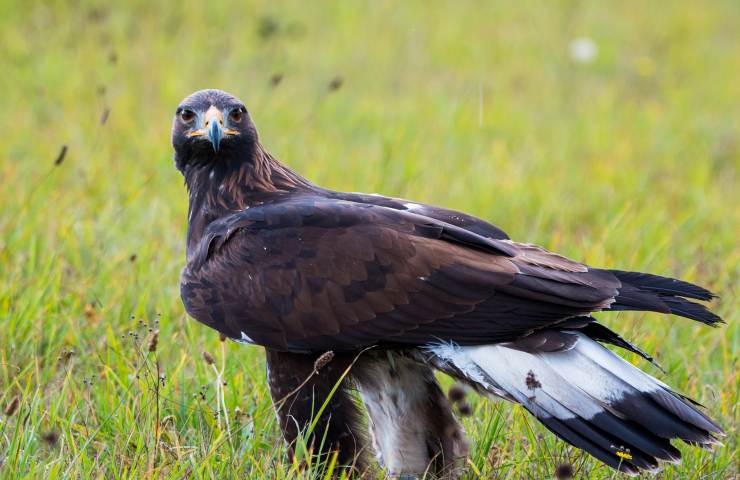 come è morta l'aquila reale