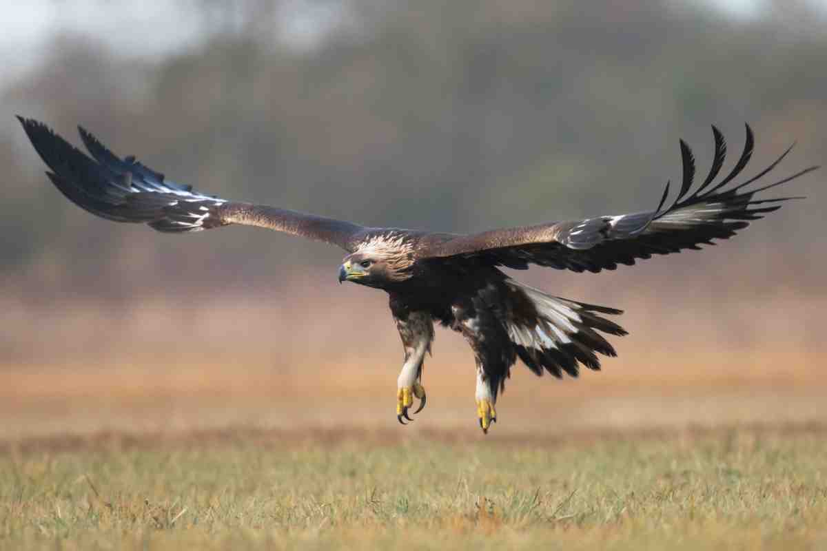 Aquila, il re dei rapaci