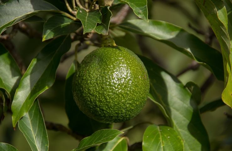 avere avocado in casa