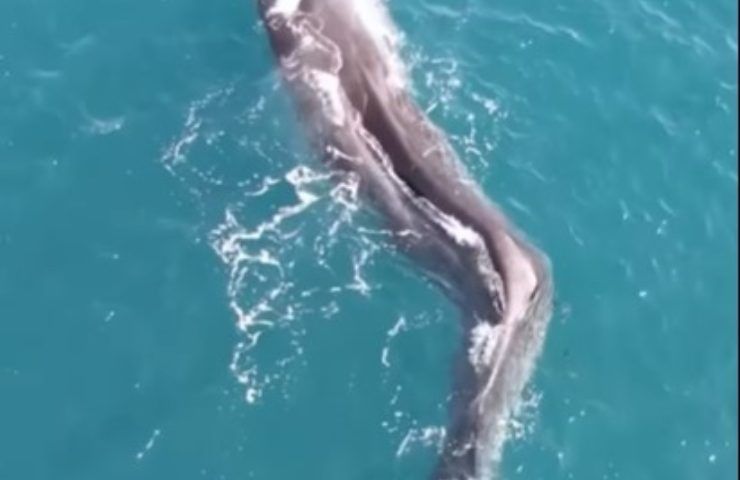 Balena con scoliosi Spagna 