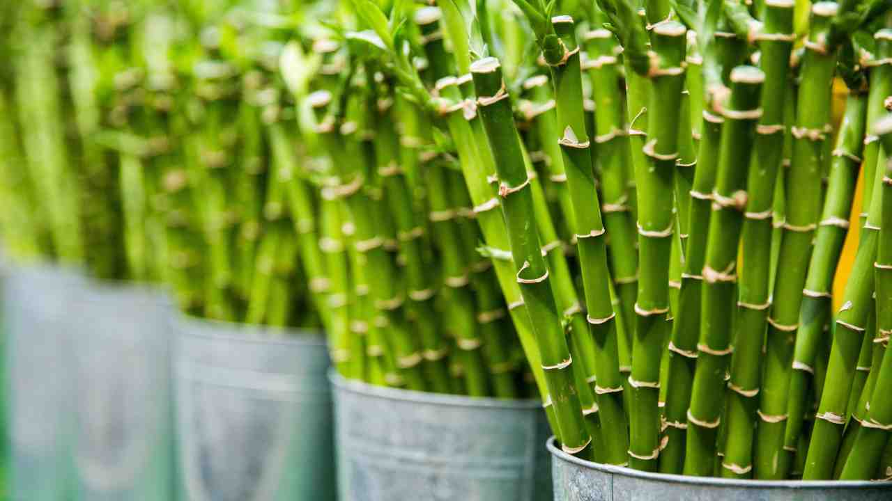 Prodotti bambù sostenibili e non quali sono