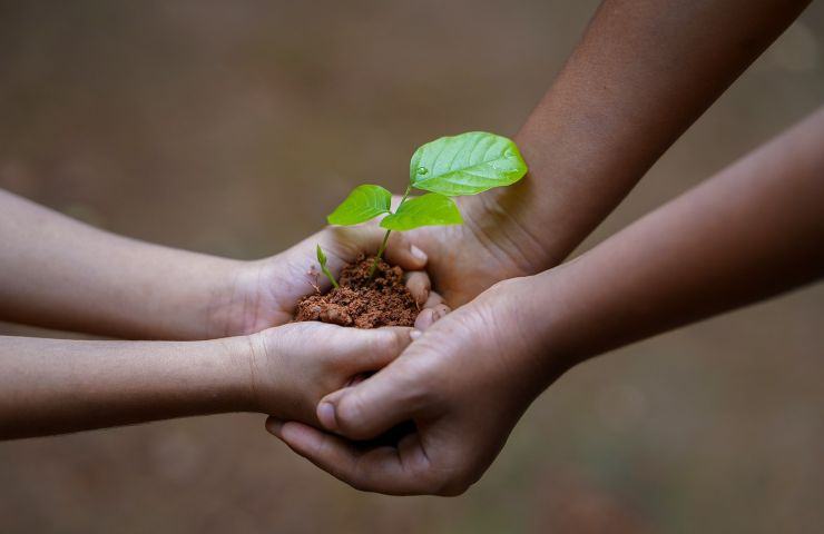 Pianta con cipolla trattamento 