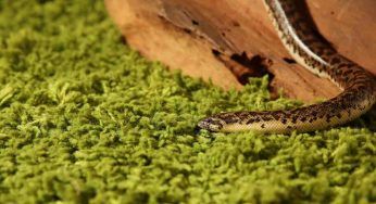 Italia, si pensava fosse estinto: resta vigile, torna questo serpente