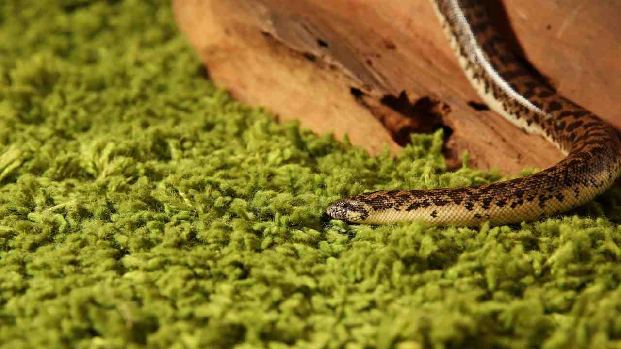 Italia, si pensava fosse estinto resta vigile, torna questo serpente