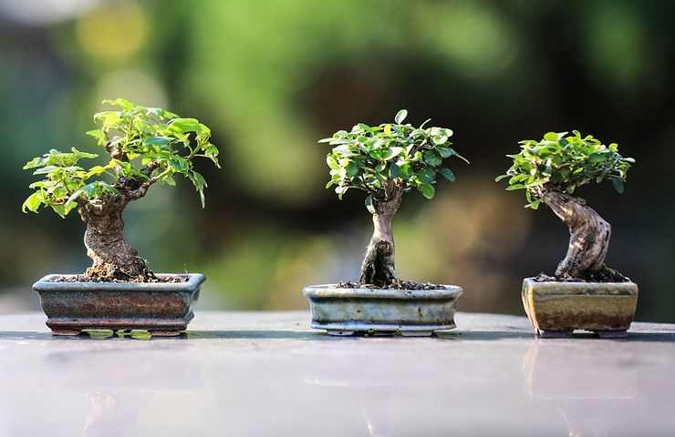 Bonsai cure 