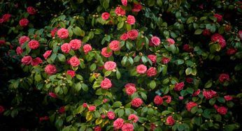 Camelia, molte le leggende su questo fiore: tutta la verità sulla sua bellezza..