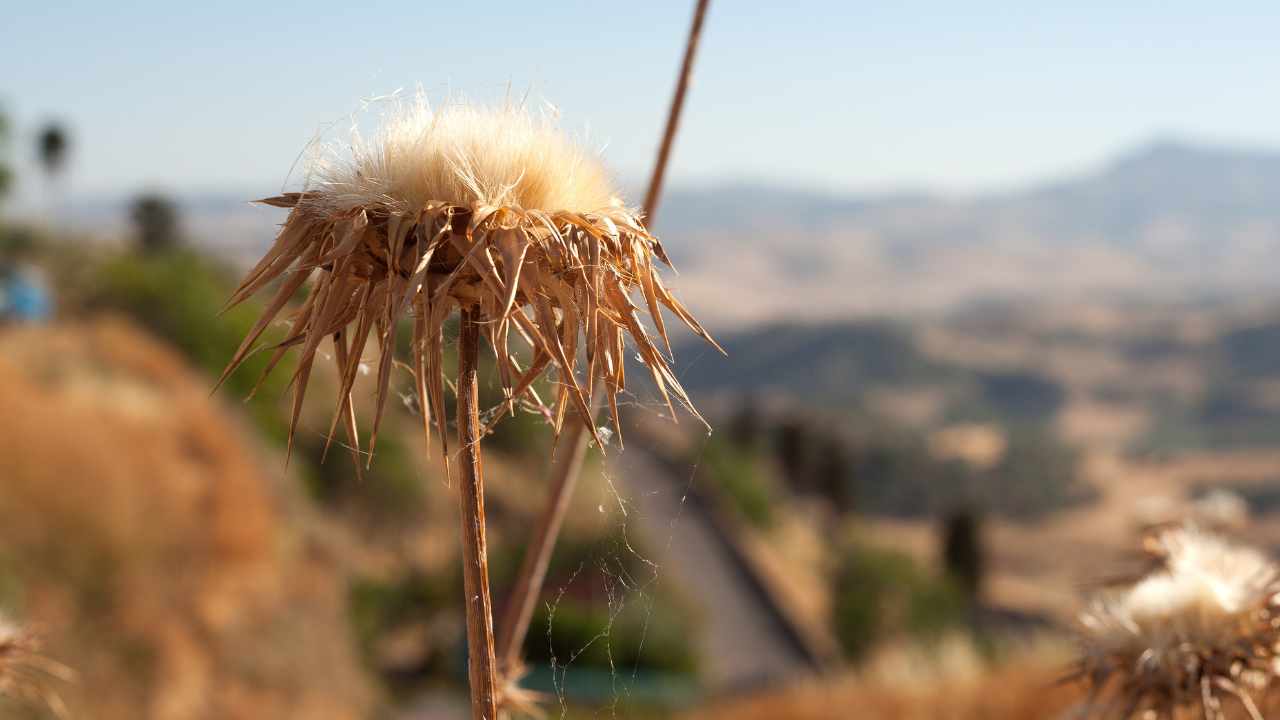 Campagna