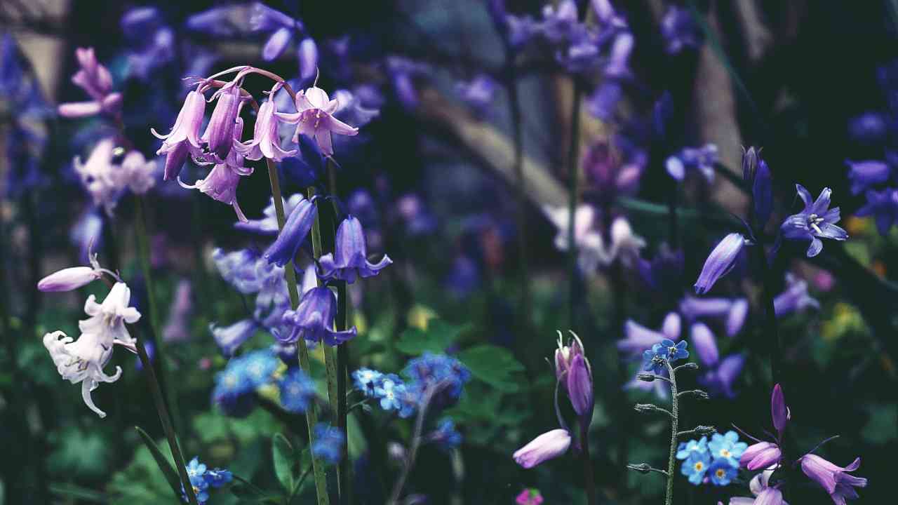 Campanelle fiori come prendersi cura