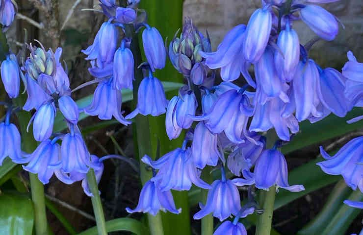 Campanule fiori caratteristiche semina acqua terreno luce