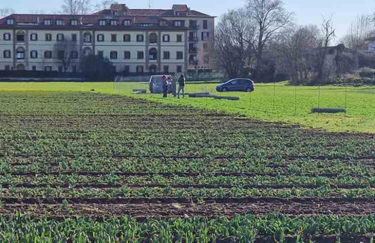 Campo tulipani: novità in arrivo