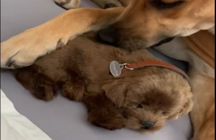 nome cane che fa da mamma al peluche