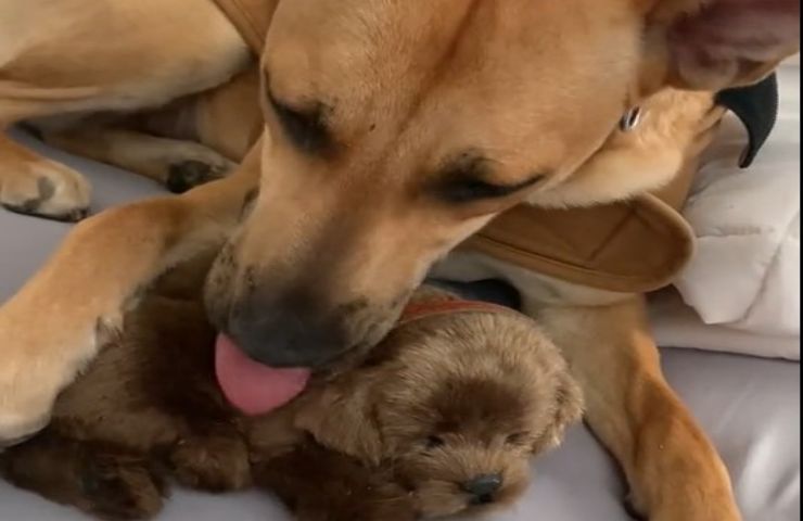 perché i cani fanno da mamma ai peluche