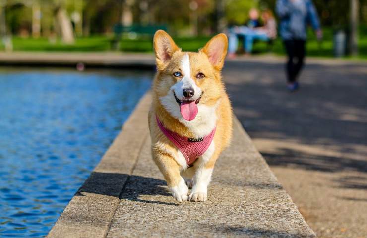 Cane: va d'accordo con il pony?