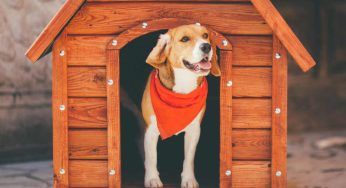 Una cuccia pulita e igienizzata per i vostri cani: i passi da seguire