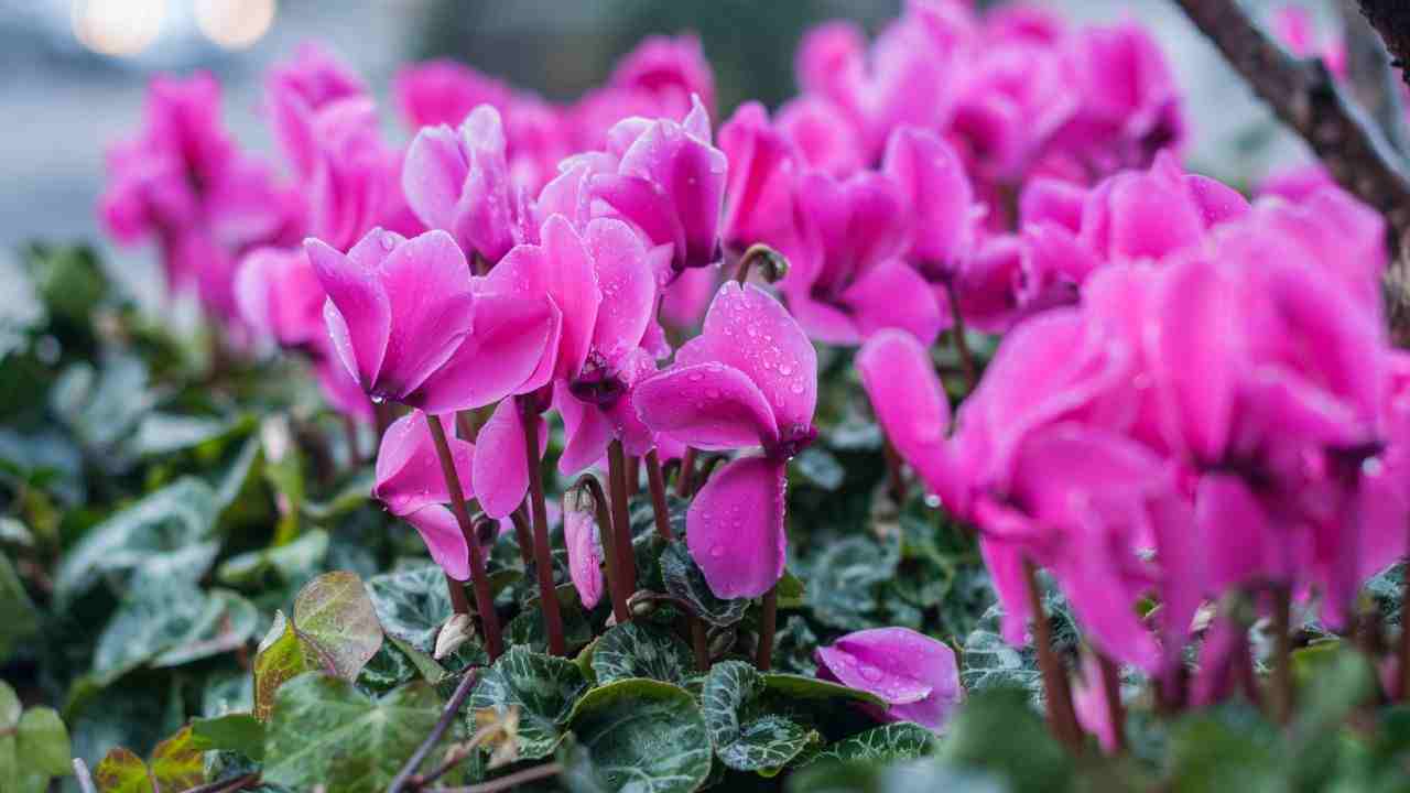 ciclamino fioritura inverno