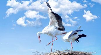 Cicogne, migrano in anticipo: la causa il clima e i suoi cambiamenti