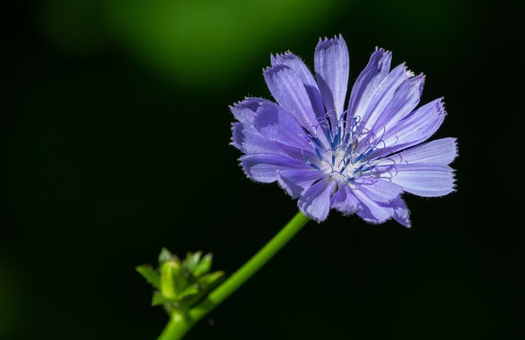 Piante fiori spontanei facili coltivare