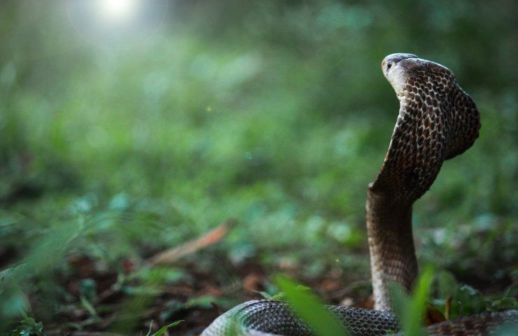 perché i serpenti sono pericolosi