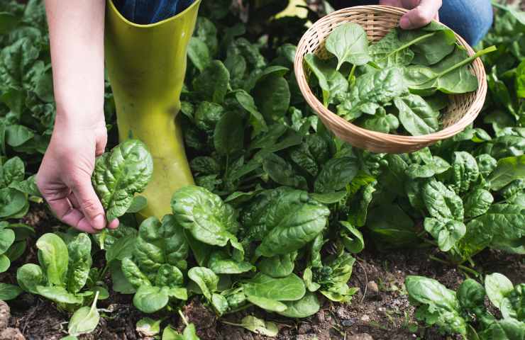 coltivare spinaci giardino vaso