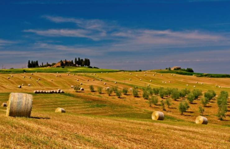 Coltivazioni frumento: il nuovo metodo