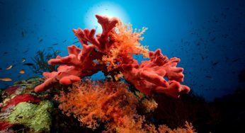 Coralli, preziosi e bellissimi: come saranno i giardini del domani